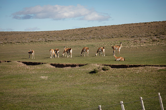 Guanacos 20240129 220