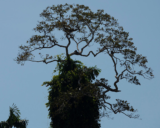 Cuyabeno Ecuador 20250118 124