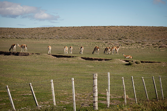 Guanacos 20240129 207
