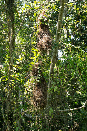 Cuyabeno Ecuador 20250118 131