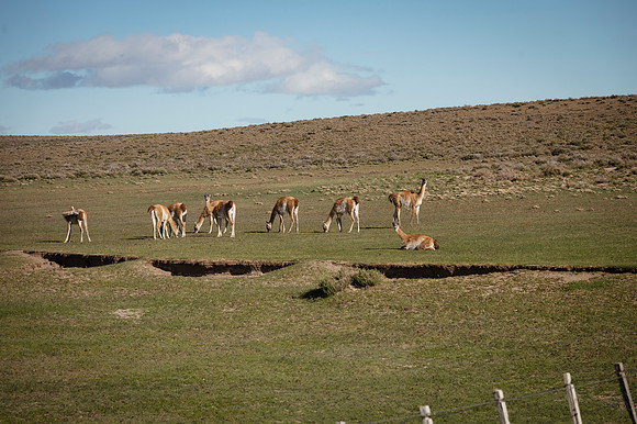 Guanacos 20240129 223