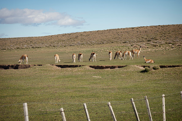 Guanacos 20240129 211