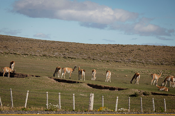 Guanacos 20240129 202
