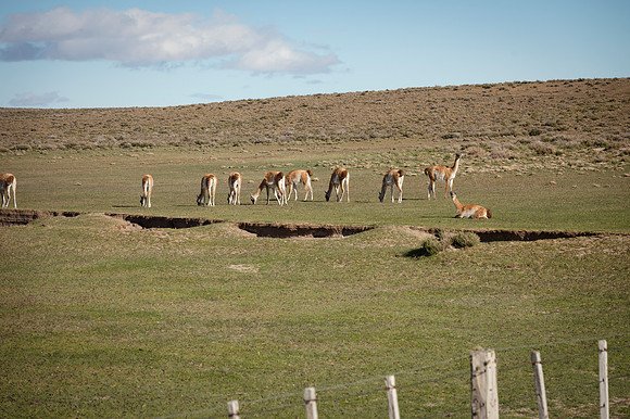 Guanacos 20240129 216