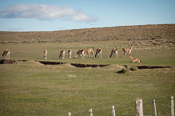 Guanacos 20240129 215