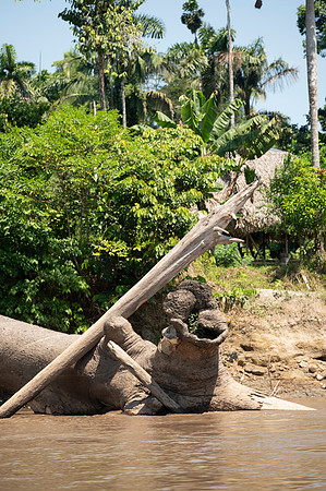 Cuyabeno Ecuador 20250118 126