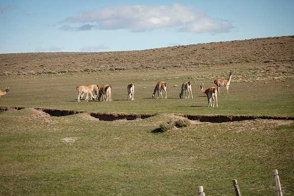 Guanacos 20240129 230