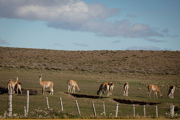 Guanacos 20240129 200