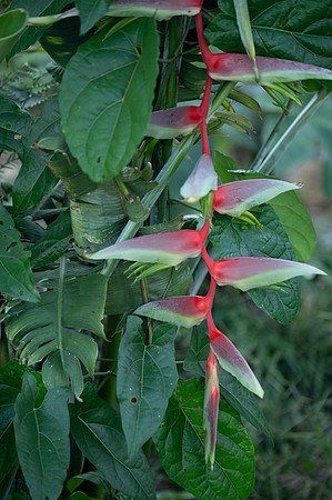 Cuyabeno Ecuador 20250118 132