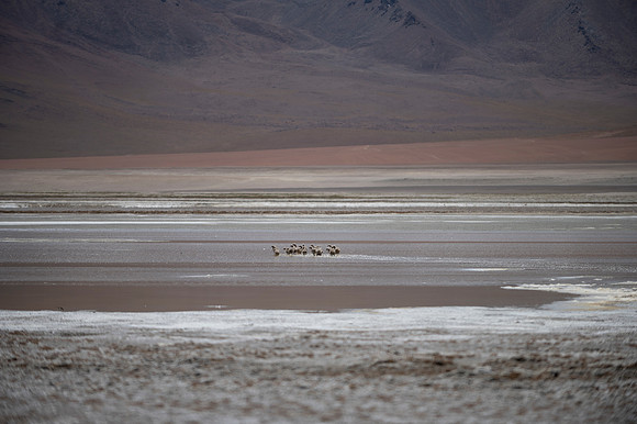 Eduardo Avaroa National Reserve 20230221 2135