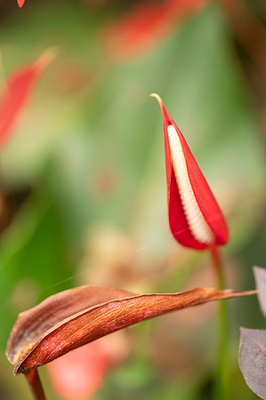Mindo Ecuador 20250125 276