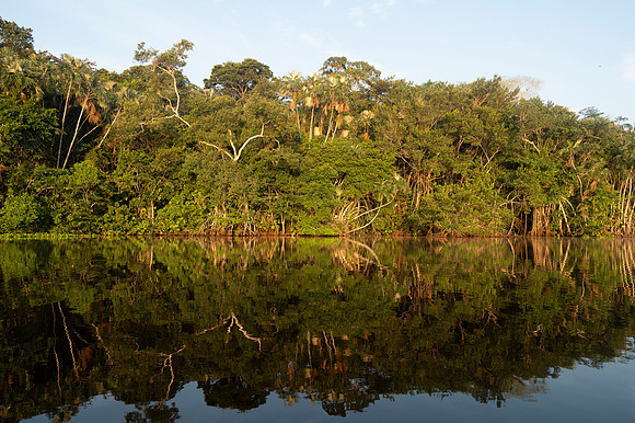 Cuyabeno Ecuador 20250119 157