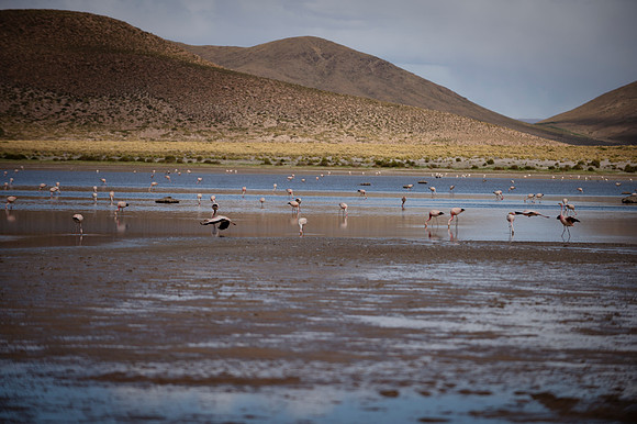 Eduardo Avaroa National Reserve 20230220 1974