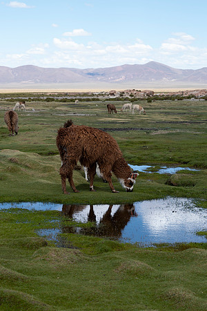 Eduardo Avaroa National Reserve 20230220 1985