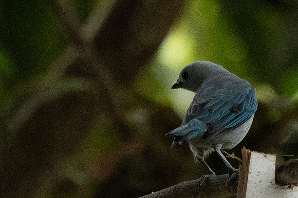 Mindo Ecuador 20250124 150