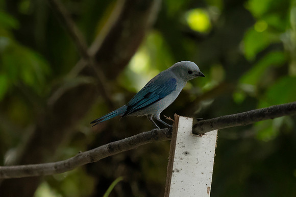 Mindo Ecuador 20250124 154