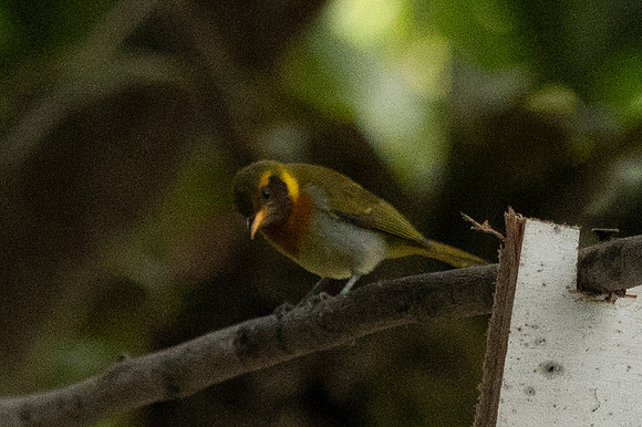 Mindo Ecuador 20250124 155