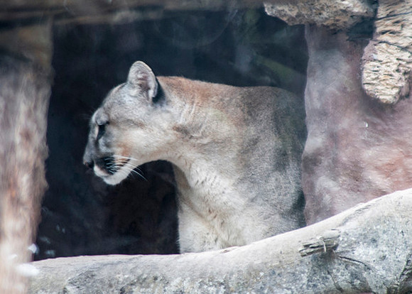 Zoo Lima0168