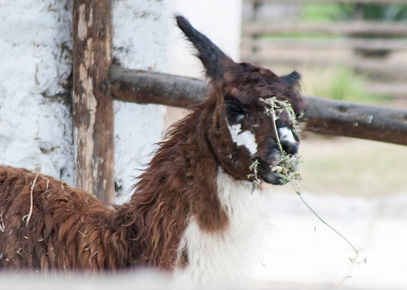 Zoo Lima0175