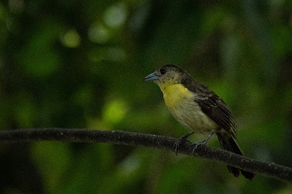 Mindo Ecuador 20250124 107