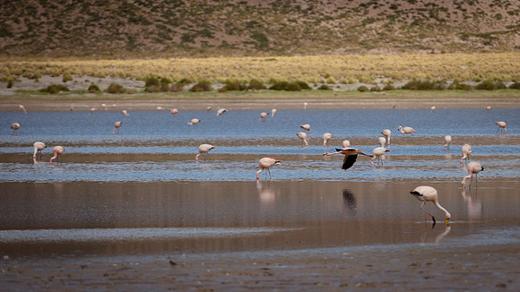 Eduardo Avaroa National Reserve 20230220 1970
