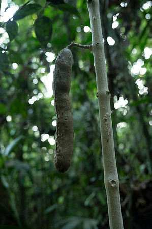 Cuyabeno Ecuador 20250118 139