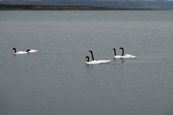 Puerta Natales 20240202 560