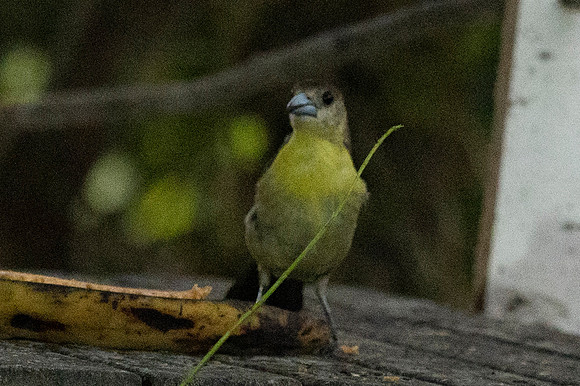 Mindo Ecuador 20250124 114