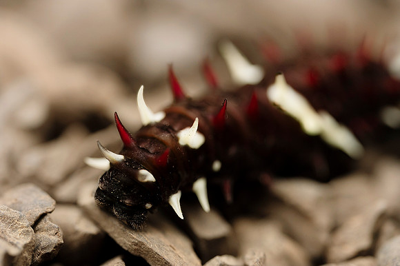 Mindo Ecuador 20250125 267