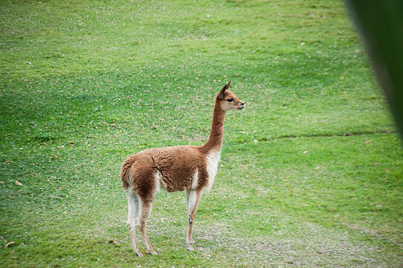 Zoo Lima0184