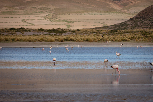 Eduardo Avaroa National Reserve 20230220 1966
