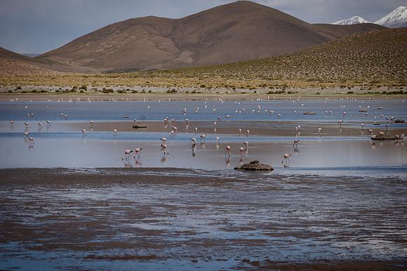 Eduardo Avaroa National Reserve 20230220 1980