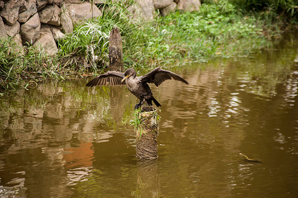 Zoo Lima0261