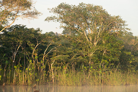 Cuyabeno Ecuador 20250119 162