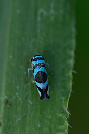 Cuyabeno Ecuador 20250122 837