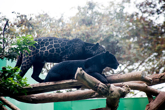 Zoo Lima0227