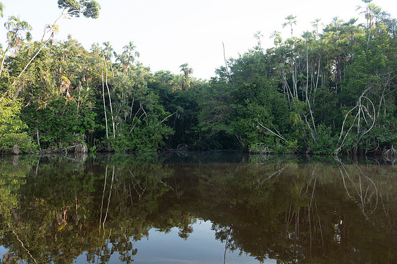 Cuyabeno Ecuador 20250119 203