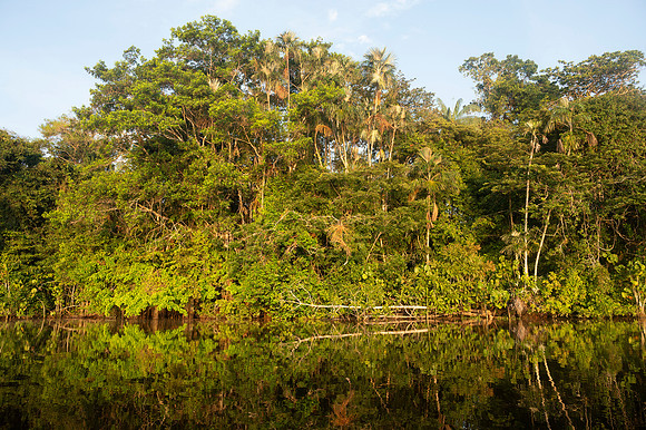 Cuyabeno Ecuador 20250119 159