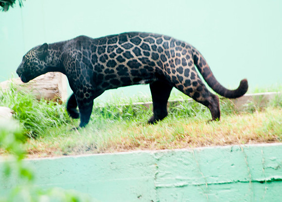 Zoo Lima0225
