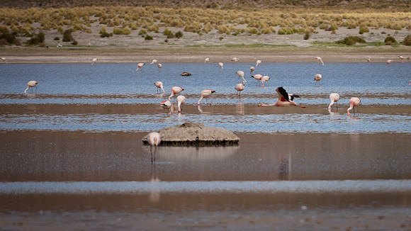 Eduardo Avaroa National Reserve 20230220 1969