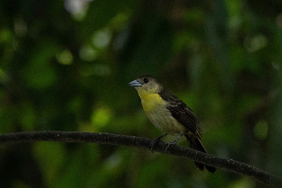Mindo Ecuador 20250124 109