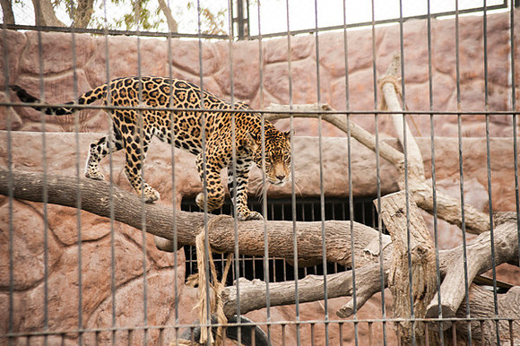 Zoo Lima0302