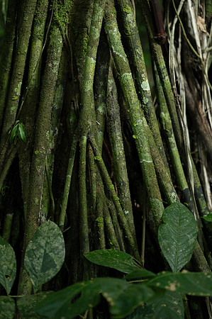 Cuyabeno Ecuador 20250122 858