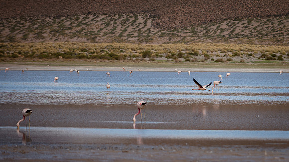 Eduardo Avaroa National Reserve 20230220 1968