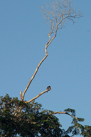 Cuyabeno Ecuador 20250121 778