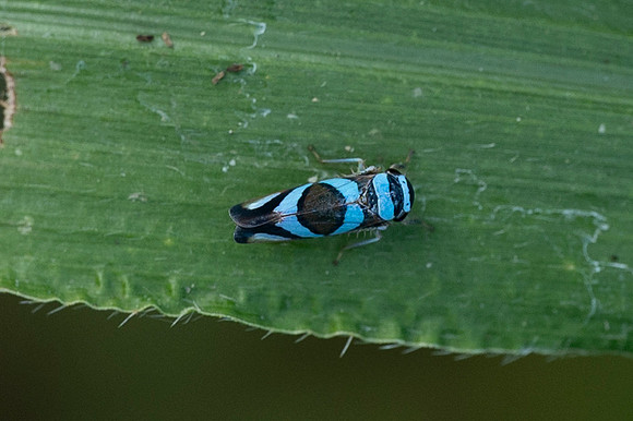 Cuyabeno Ecuador 20250122 834