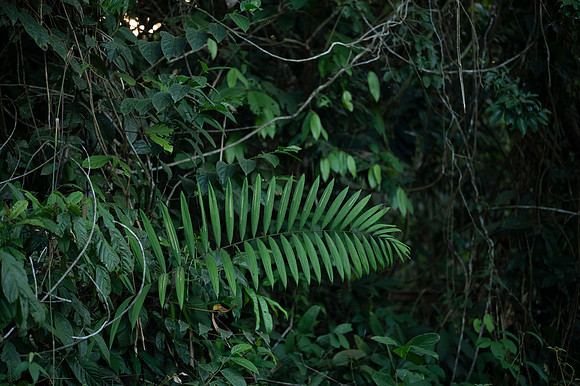 Cuyabeno Ecuador 20250122 809