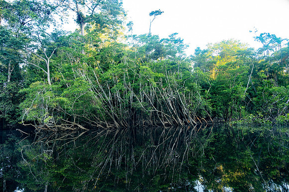 Cuyabeno Ecuador 20250121 775