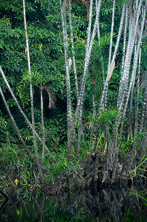 Cuyabeno Ecuador 20250121 770