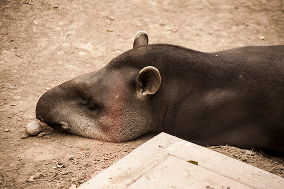 Zoo Lima0276